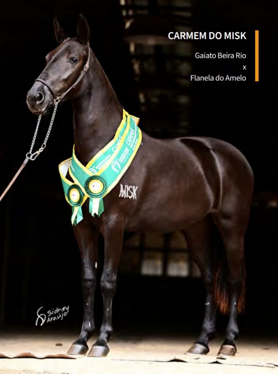 CARMEN DO MISK – A PANTERA NEGRA